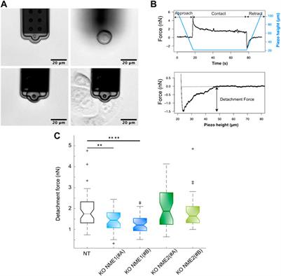 Surface tension of model tissues during malignant transformation and epithelial–mesenchymal transition